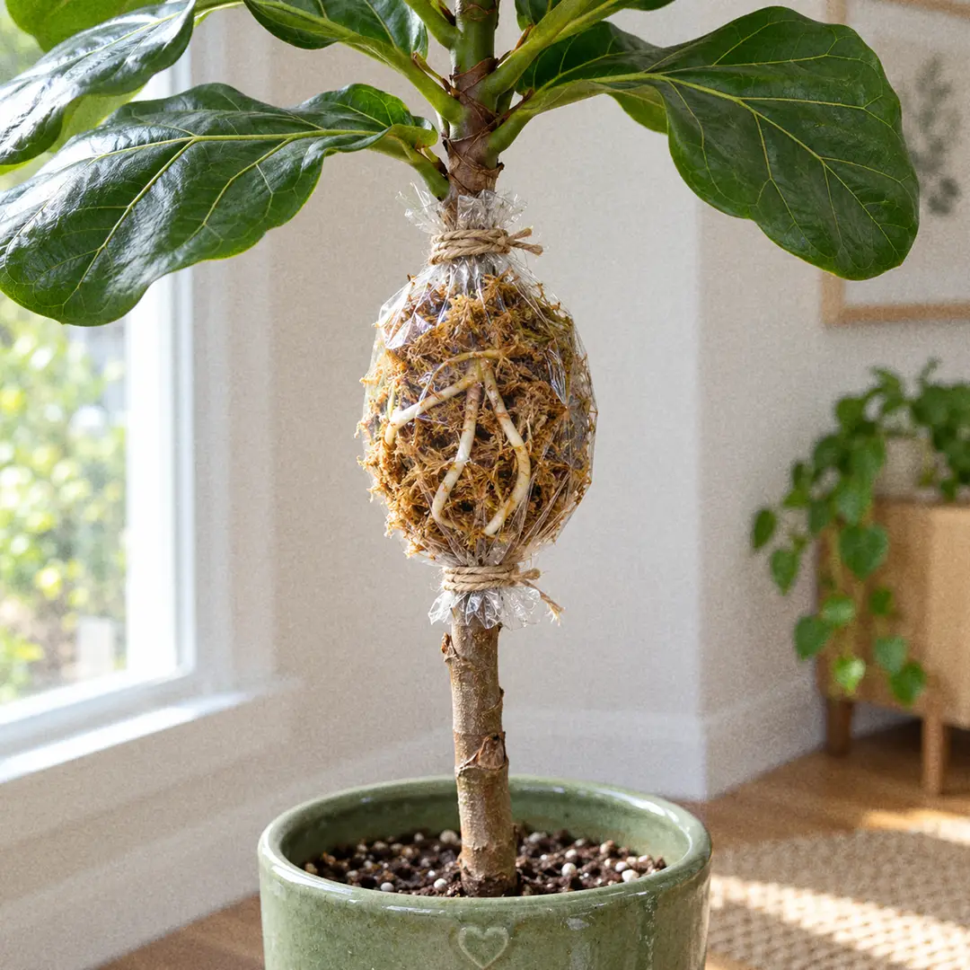 The upper trunk of a tall fiddle leaf fig with a fist-sized ball of damp sphagnum moss wrapped around the stem below the top leaves, covered in clear plastic film tied at both ends with twine, white roots visible through the plastic, the plant growing in a green ceramic pot with a heart motif near a bright window