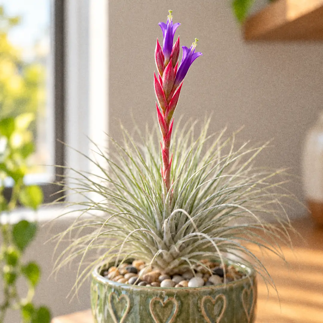 A macro close-up of a Fuchsii Air Plant in bloom, showing a long, thin red flower stem rising from a ball of thread-thin silver leaves and ending in a slim spike of reddish bracts with small violet-purple tubular flowers with upright petal tips