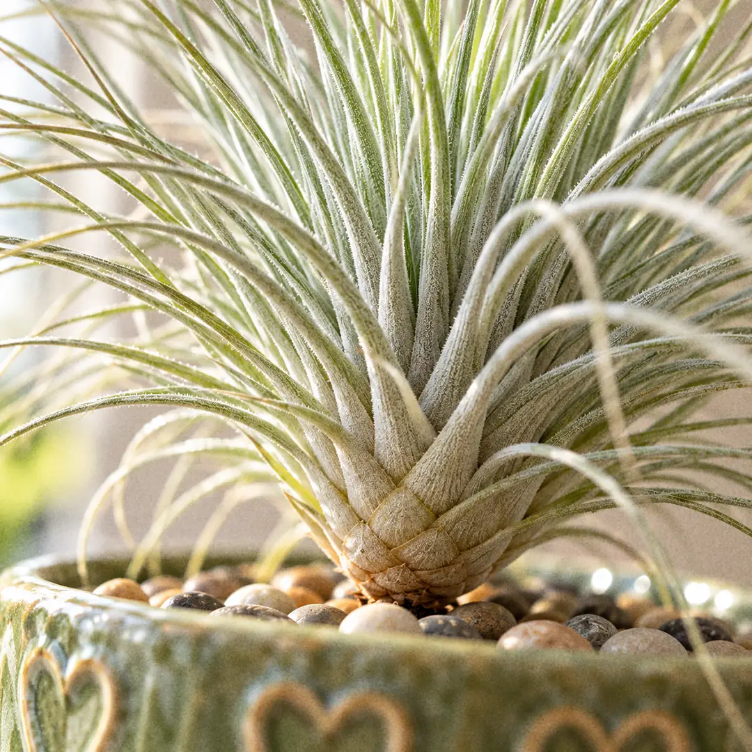 A macro close-up of a Fuchsii Air Plant showing dozens of thread-thin silver-grey leaves radiating from a small pale bulb-like base, the fine trichome scales giving the leaves a matte frosted look, with a blurred green ceramic pot with a heart motif in the background