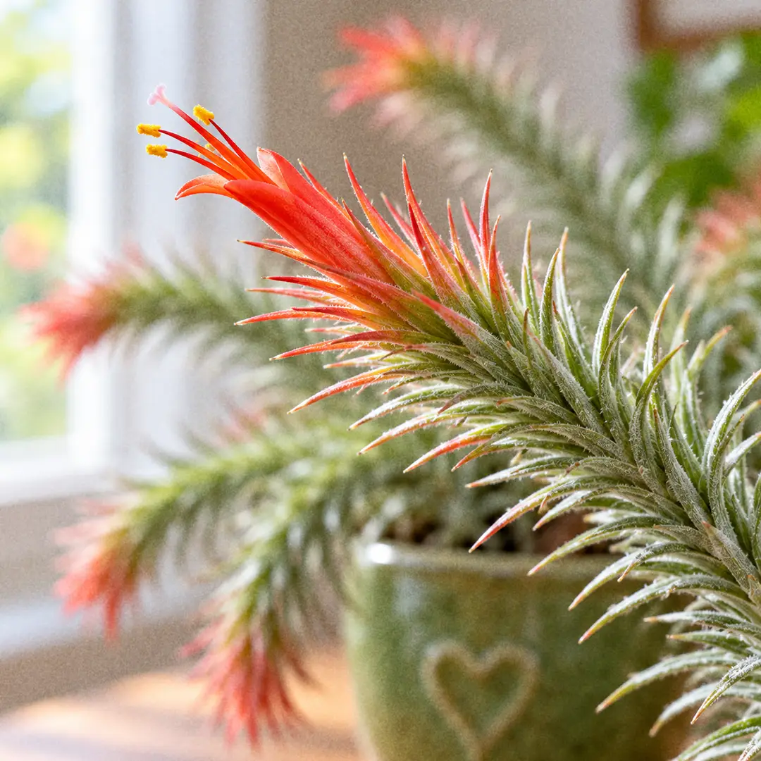 A macro close-up of a Funkiana Air Plant in bloom, showing a bright scarlet tubular flower with protruding stamens at the tip of a stem densely covered in short silvery-green needle leaves blushing orange-red, with blurred stems in the background