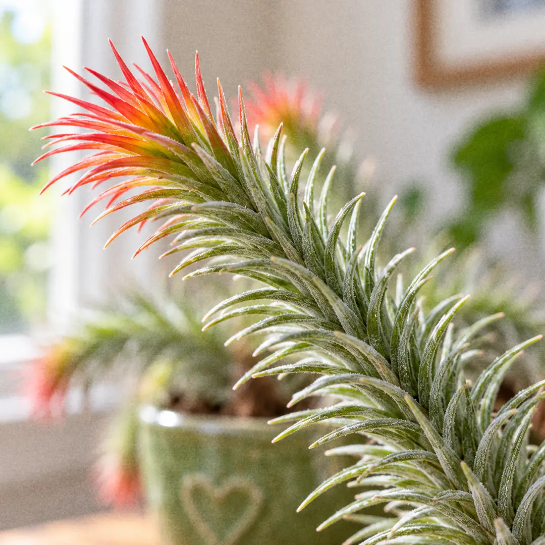 A macro close-up of a single Funkiana Air Plant stem, showing short stiff silvery-green needle leaves arranged densely in a spiral along the stem, with the tips flushing natural red to orange, fine silver trichomes visible on the leaf surface, soft window light, blurred green ceramic pot with a heart motif in the background