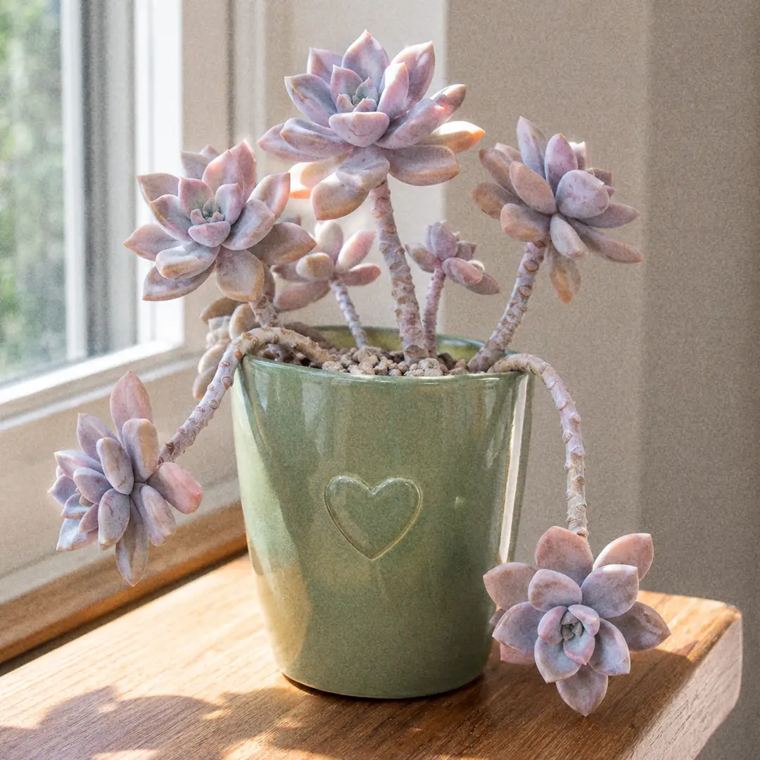 Ghost Plant