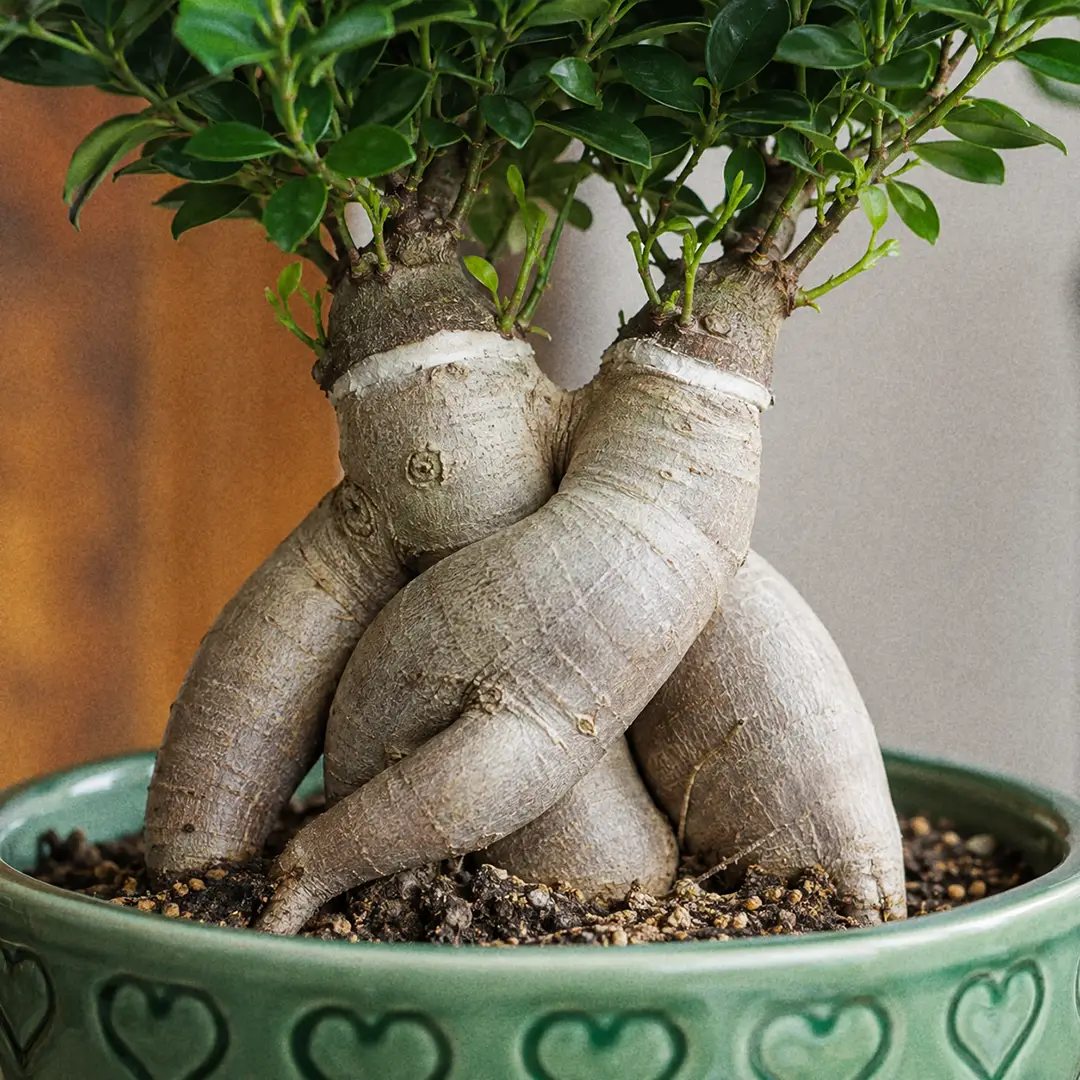 A close-up of the thick swollen potbellied root base of a Ginseng Ficus showing the pale grafted trunk stubs where the small-leaved canopy was joined, in a green ceramic pot with a heart motif
