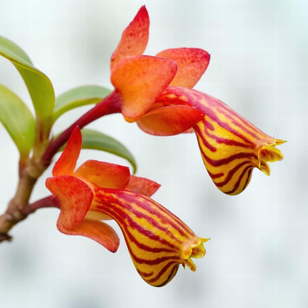 A close-up of the vibrant orange, fish-shaped flowers of a Goldfish Plant in full bloom