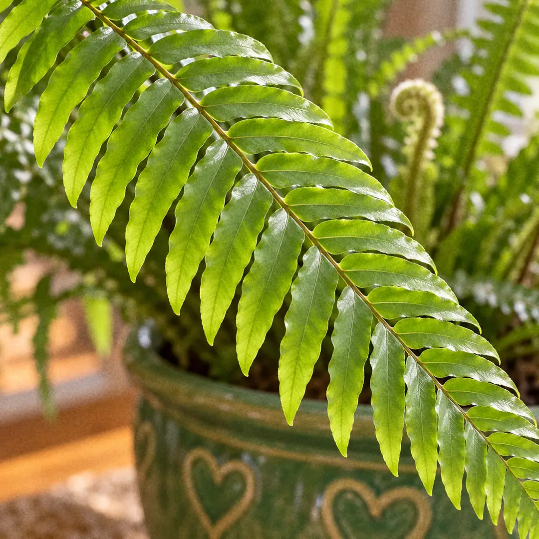 A macro close-up of a Green Lady Boston fern frond showing narrow bright green leaflets with a slight wave along their edges, set closely along an arching stem, with a pale fiddlehead unrolling in the blurred background