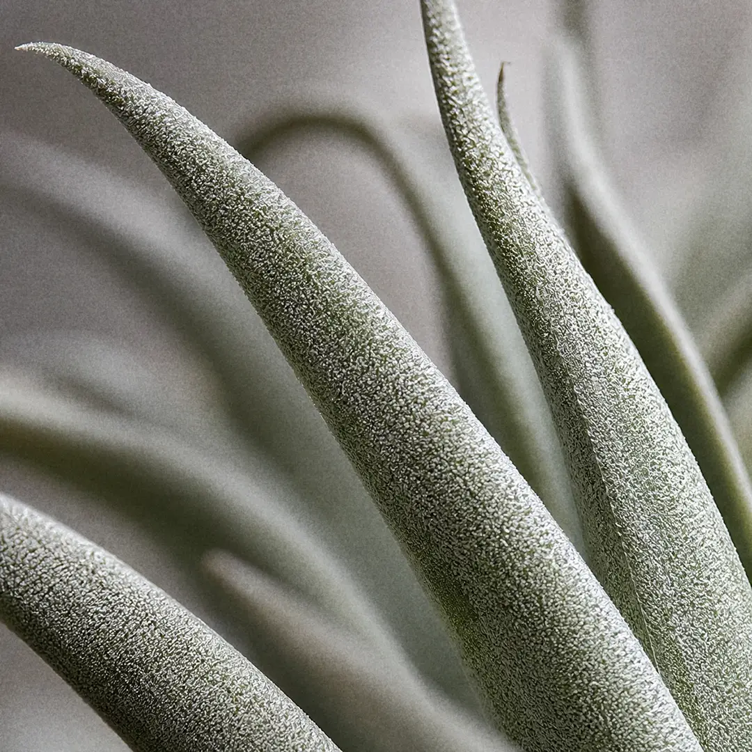 A macro close-up of Harris's Air Plant leaves showing the dense silvery-white trichome felt covering thick, stiff, triangular leaves with recurved tips