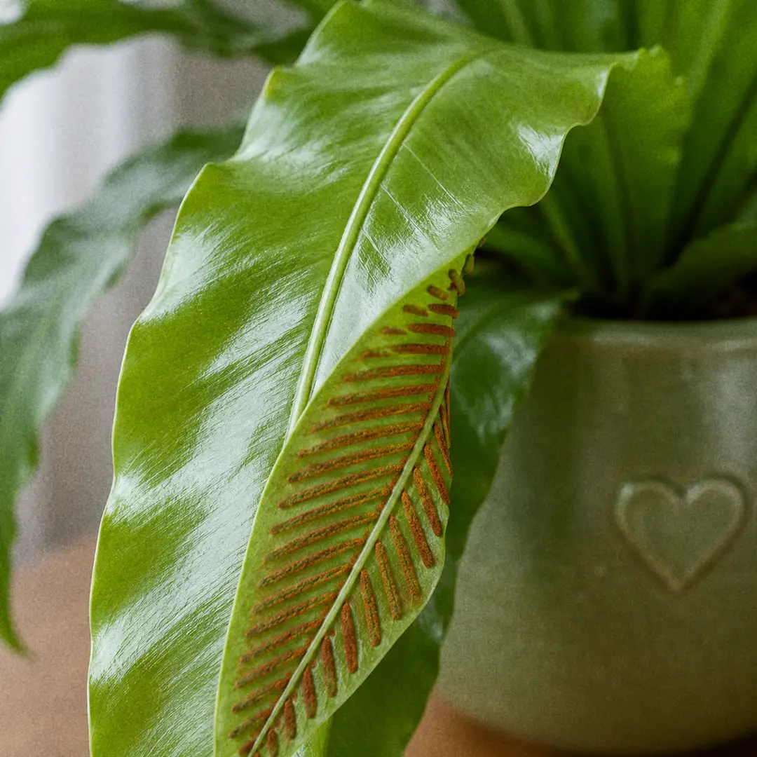 A macro close-up of a single Hart's Tongue Fern frond filling most of the frame, showing the glossy bright green upper surface, the slight wave along the edge, the prominent central midrib, and a glimpse of the long parallel rust-brown sori on the underside where the leaf curls