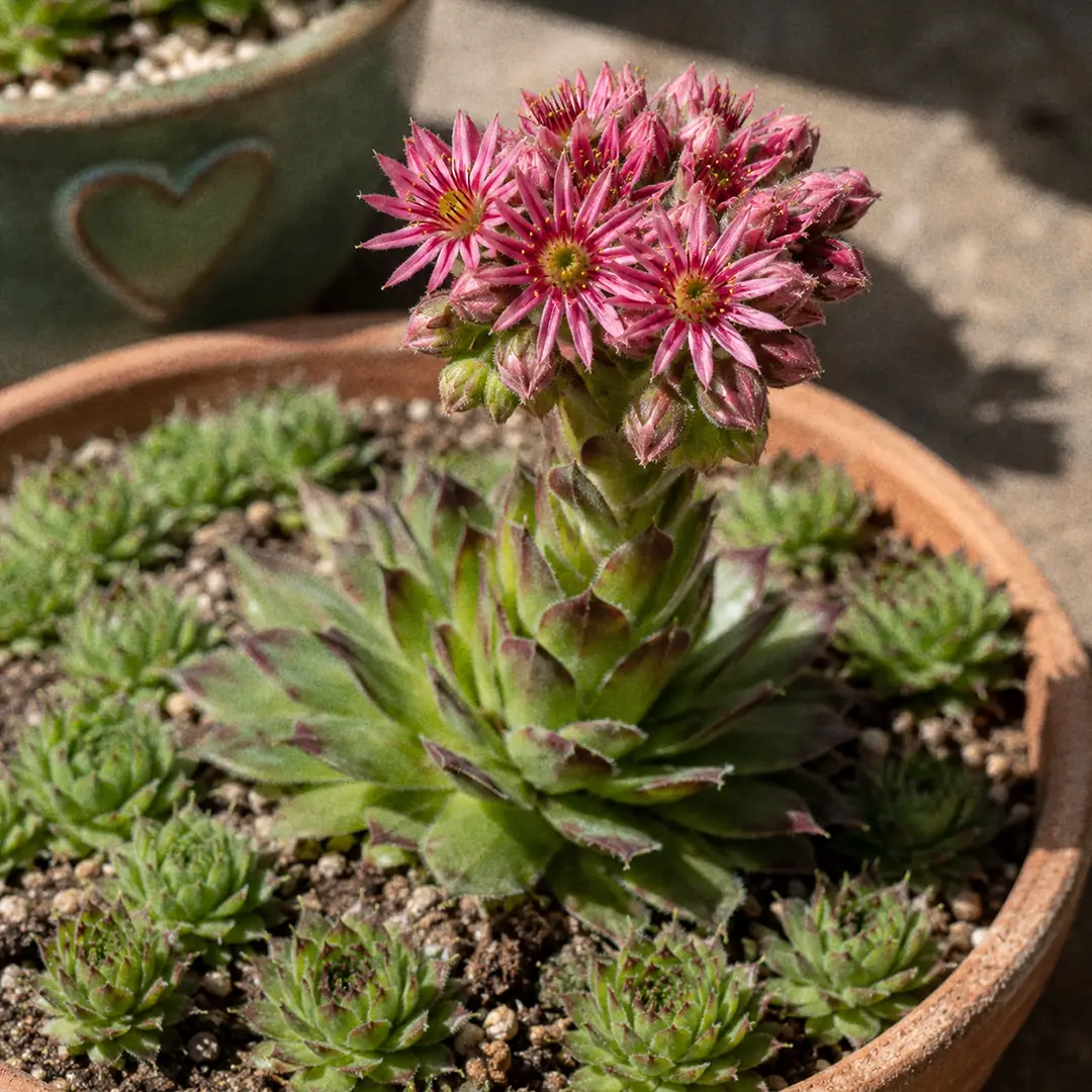 A Hens and Chicks rosette in full bloom, its center stretched into a thick leafy flower stalk eight to twelve inches tall topped with a cluster of starry pink-purple flowers, surrounded by healthy tight unbloomed rosettes and small chicks at its base