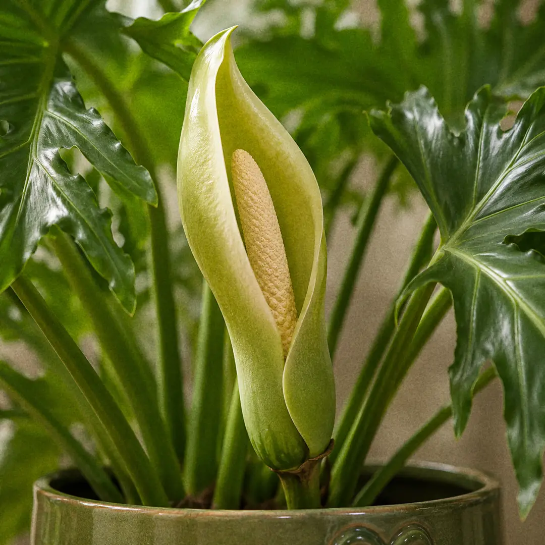 Macro close-up of a rare Hope Selloum inflorescence with a cream-green spathe wrapping a pale spadix, set against blurred deeply lobed green foliage