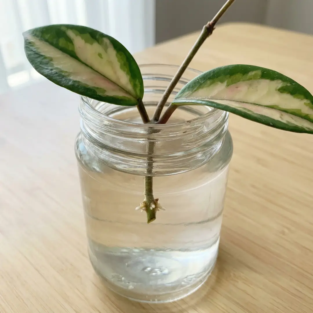 Hoya Crimson Princess stem cutting showing green-edged leaves and a bare bottom node submerged in water with small white roots emerging