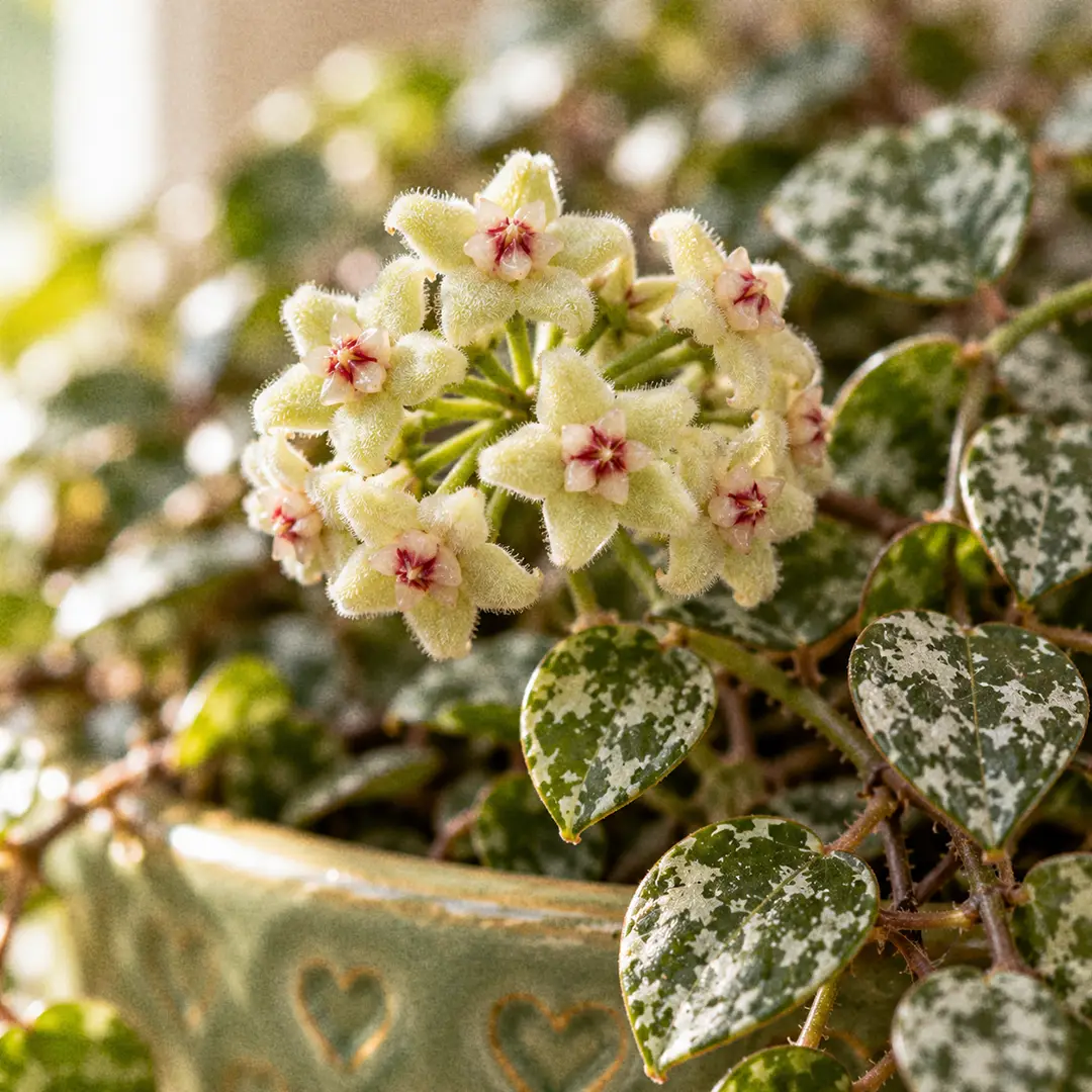 A macro close-up of a small Hoya curtisii flower cluster with fuzzy cream to lime green star-shaped flowers with petals bent backwards and pale centres tinged pink, held on a short stalk just above the tiny silver-splashed leaves