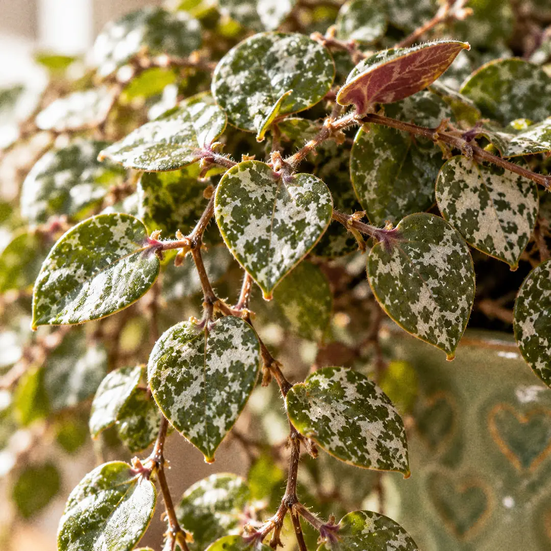 A macro close-up of Hoya curtisii leaves showing the tiny spade-shaped olive green blades with pointed tips and irregular silver-grey splashes, a maroon flush at the leaf base, and thin hairy stems between them