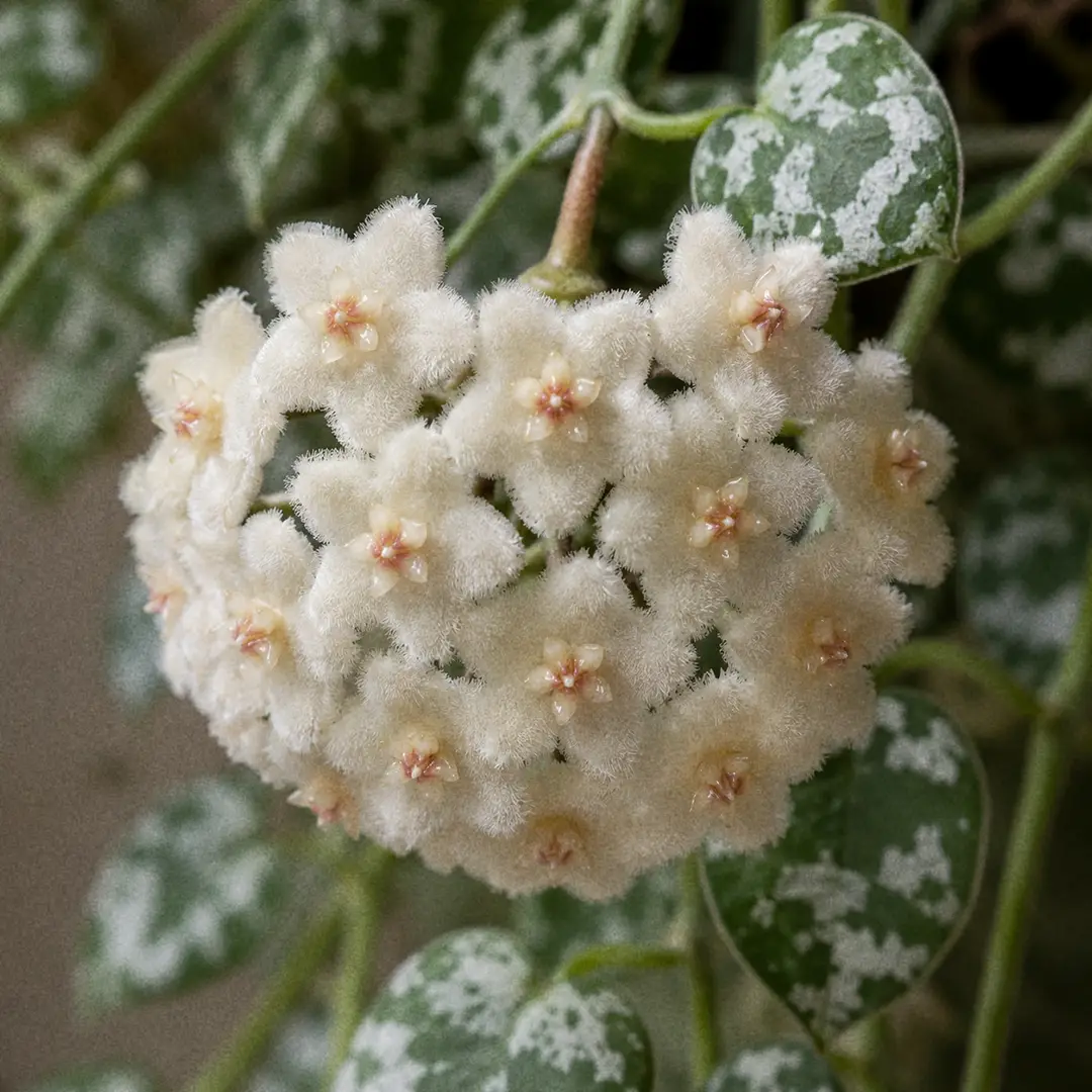A macro close-up of a Hoya krohniana flower cluster showing about eighteen tiny star-shaped creamy white blooms covered in fine velvety hairs, arranged in a rounded umbel against out-of-focus silver-flecked heart-shaped leaves