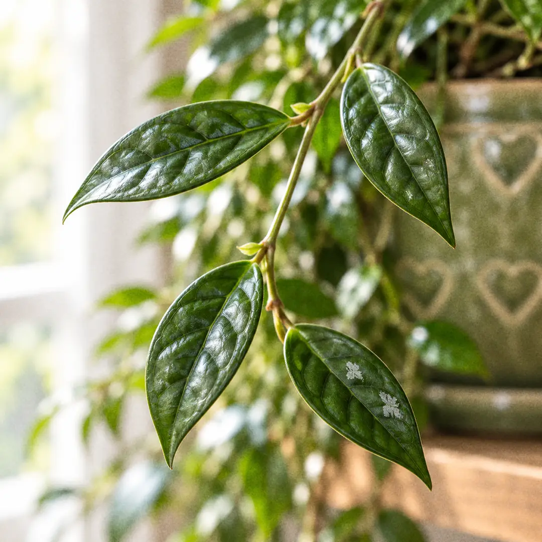 A macro close-up of Hoya lacunosa leaves showing the small lance-shaped dark green blades with sunken dimples between the veins and a slightly raised rim, with faint silver flecks on one leaf