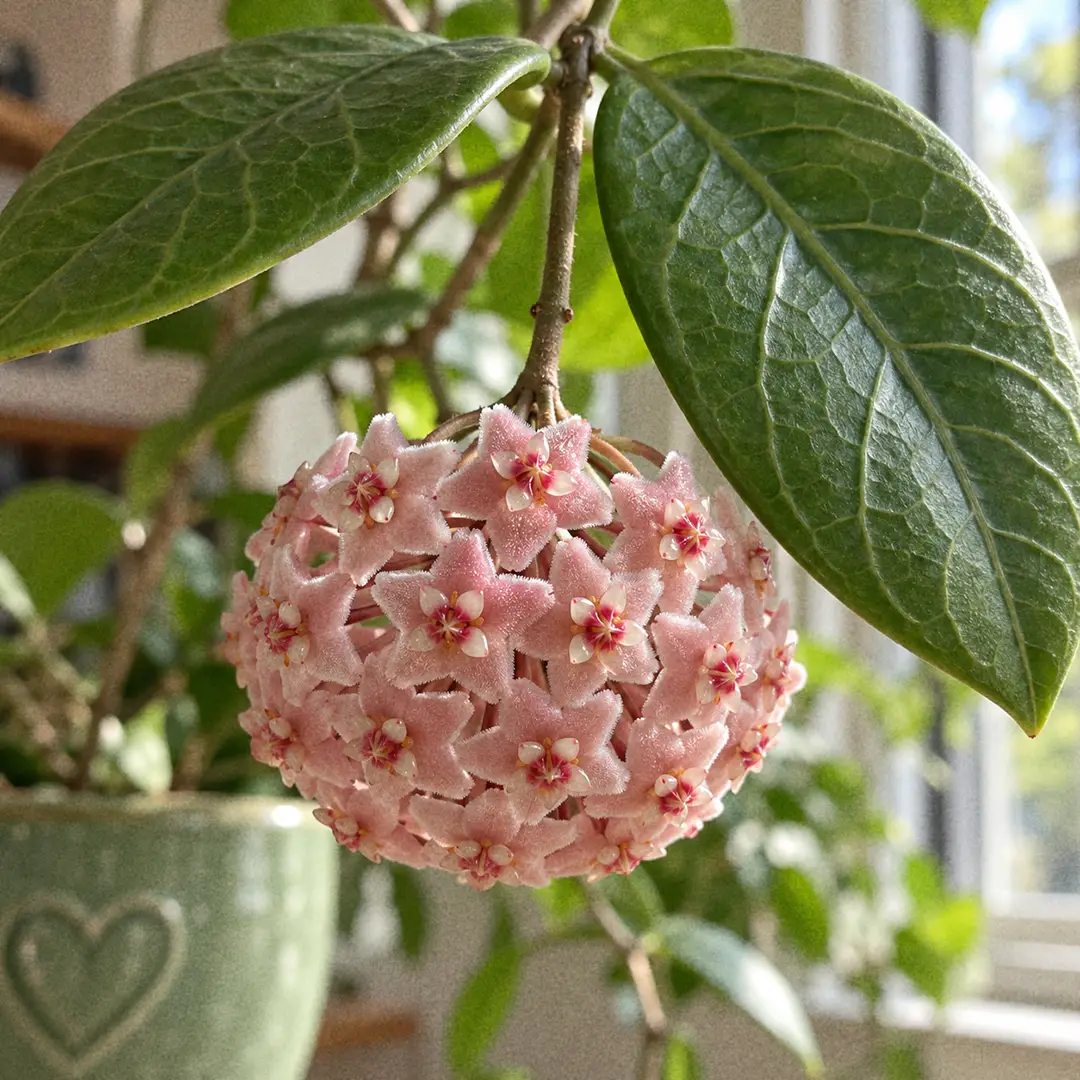 A macro close-up of a rounded cluster of small star-shaped Hoya latifolia flowers in soft pink with a waxy, fuzzy texture, hanging from a thin stalk beneath large thick green leaves with raised veins