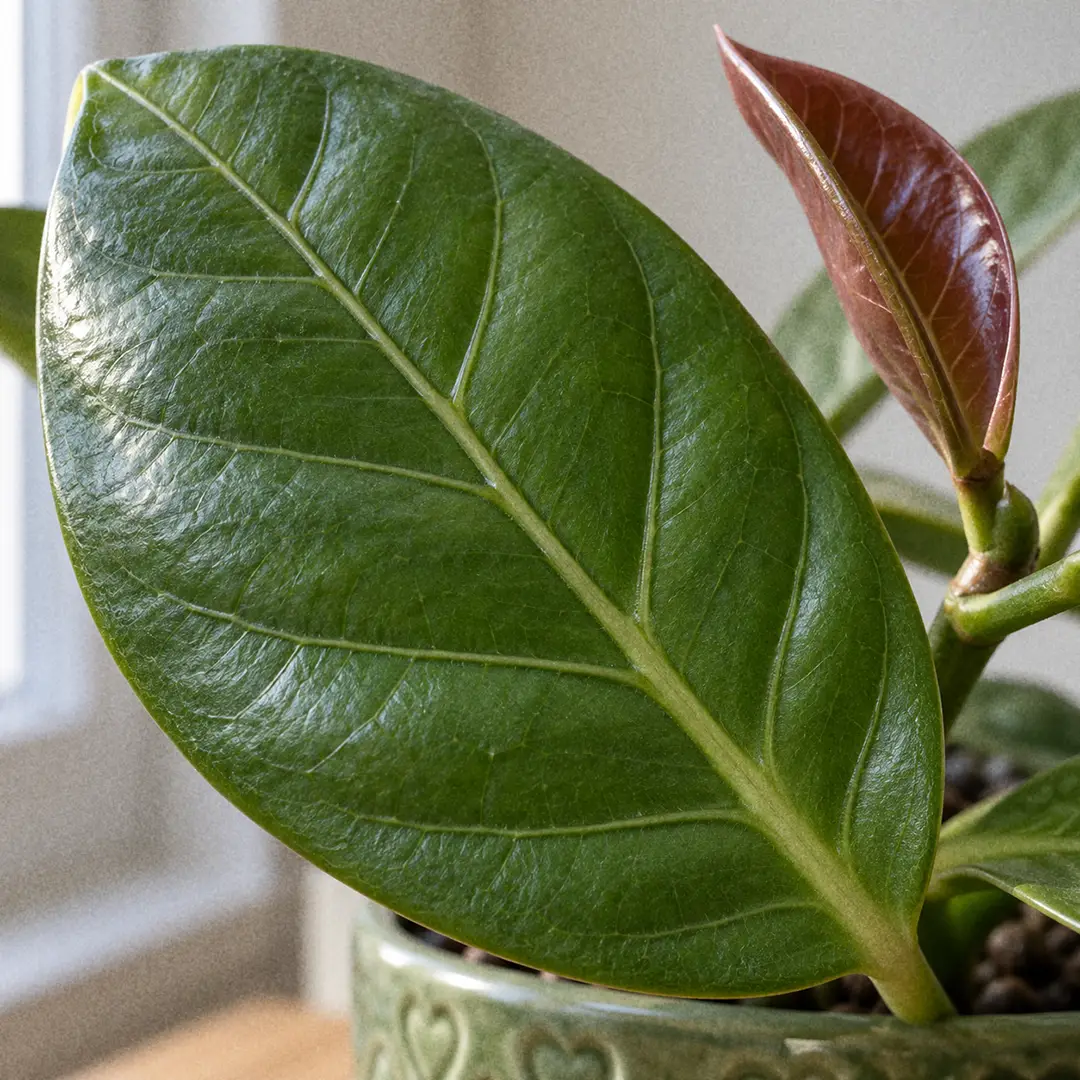 A macro close-up of a large, broad, thick Hoya latifolia leaf showing the leathery mid green surface, a raised midrib, and prominent veins fanning out from the base, with a younger purplish red leaf behind it