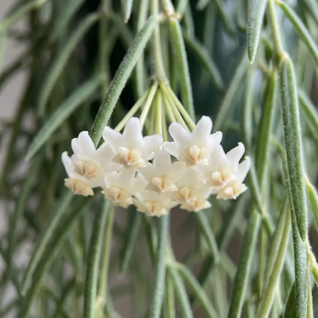 Close-up macro photograph of a Hoya Linearis flower umbel showing a pendant cluster of small white star-shaped flowers with pale yellow to cream center coronas, waxy and delicate, hanging among narrow fuzzy needle-like green leaves on trailing strings, shallow depth of field with the flowers sharp and the background gently blurred