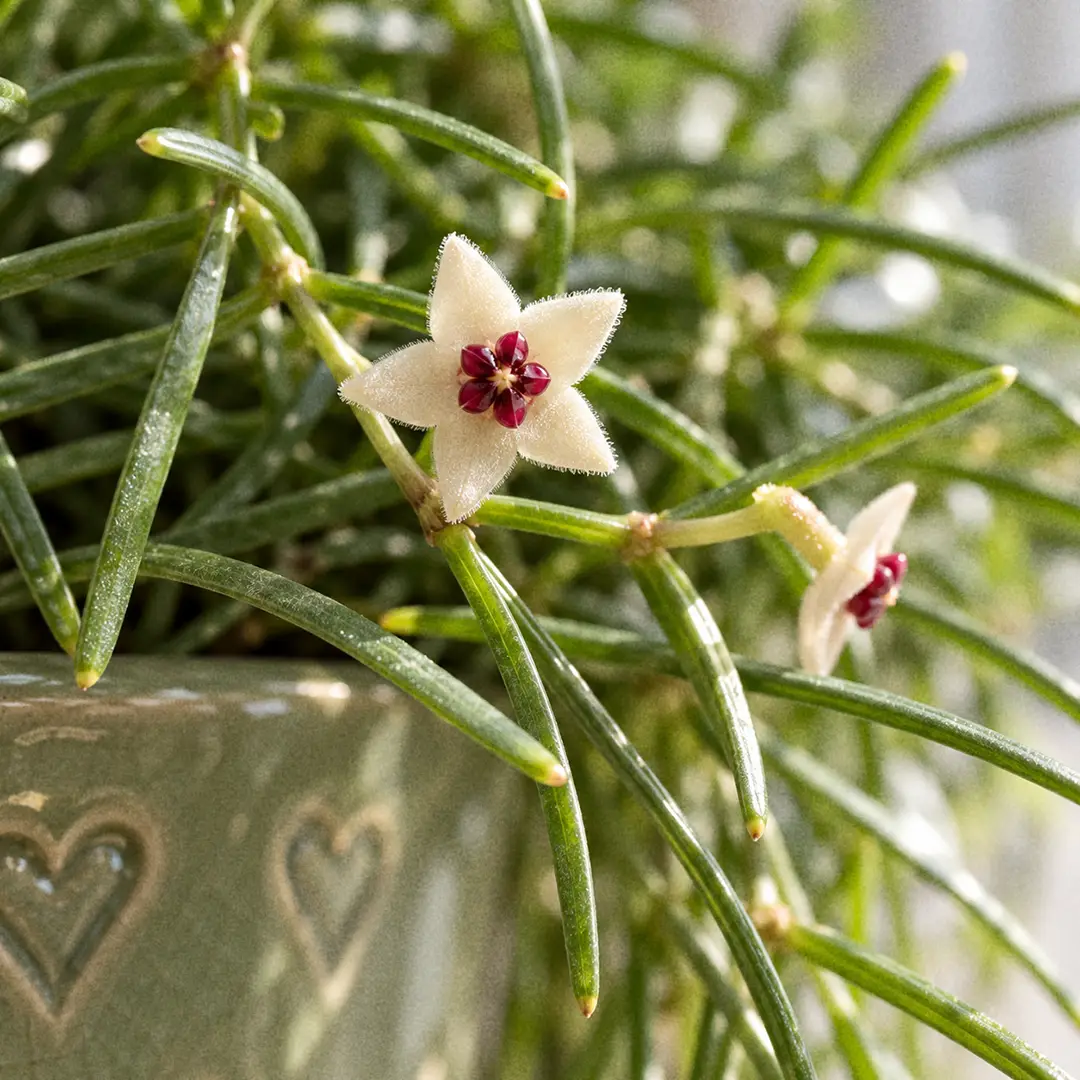 A macro close-up of a single Hoya retusa flower, a flat white five-pointed star with fine velvety hairs on the petals and a small wine-red corona in the centre, held on a short stalk among thin, grass-like green leaves