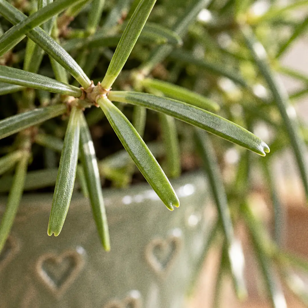 A macro close-up of several Hoya retusa leaves showing the narrow, flat, stiff, dull green blades about two inches long, each ending in a blunt tip with a small notch, arranged in a tuft at a stem node