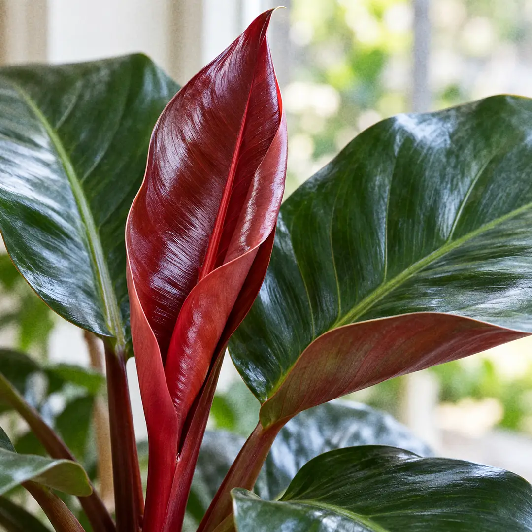 Macro close-up of a single glossy burgundy Imperial Red Philodendron leaf unfurling beside two mature dark green leaves, showing the red still visible along the midrib and petiole