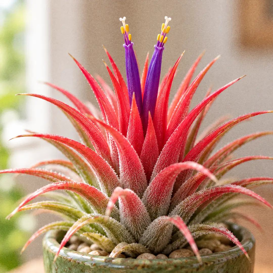 A close-up of an Ionantha Air Plant in full bloom with the entire rosette flushed deep scarlet red and two violet-purple tubular flowers with yellow-tipped stamens emerging from the center