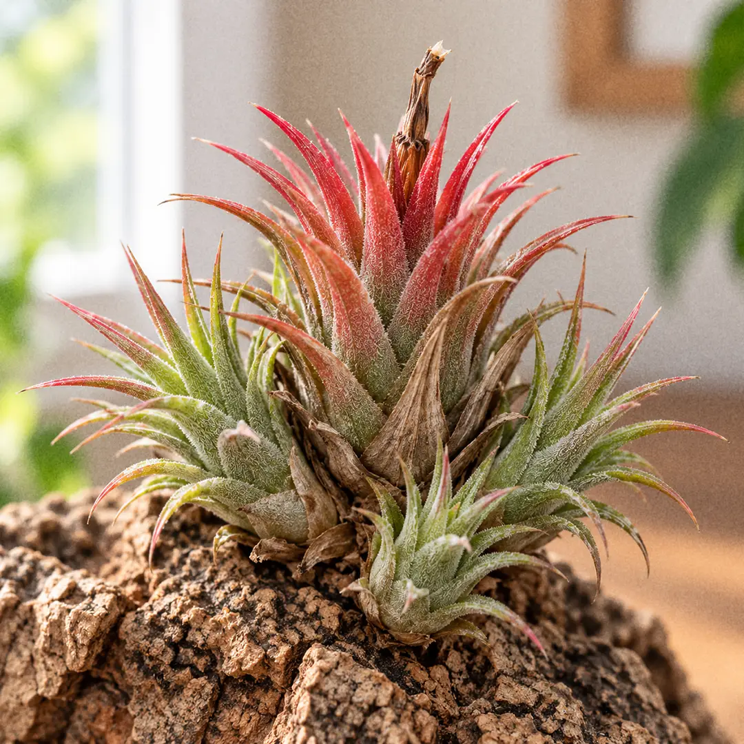 A clump of Ionantha Air Plants showing a fading scarlet mother rosette surrounded by three smaller green pups growing from its base, mounted on a piece of cork bark