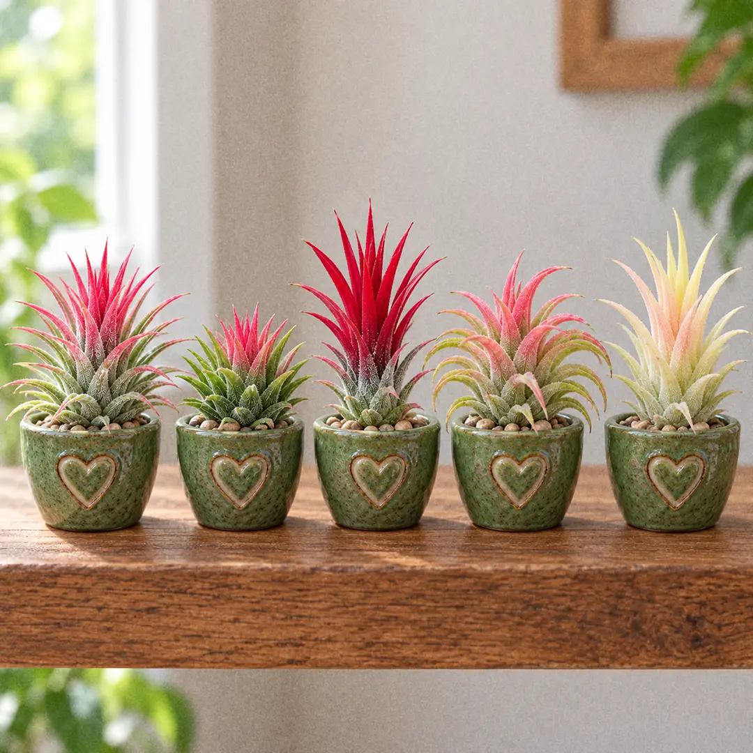 Five Ionantha Air Plant varieties displayed side by side on a wooden shelf in matching green ceramic pots with heart motifs, showing scarlet, pink, yellow-white, and green rosettes of different sizes