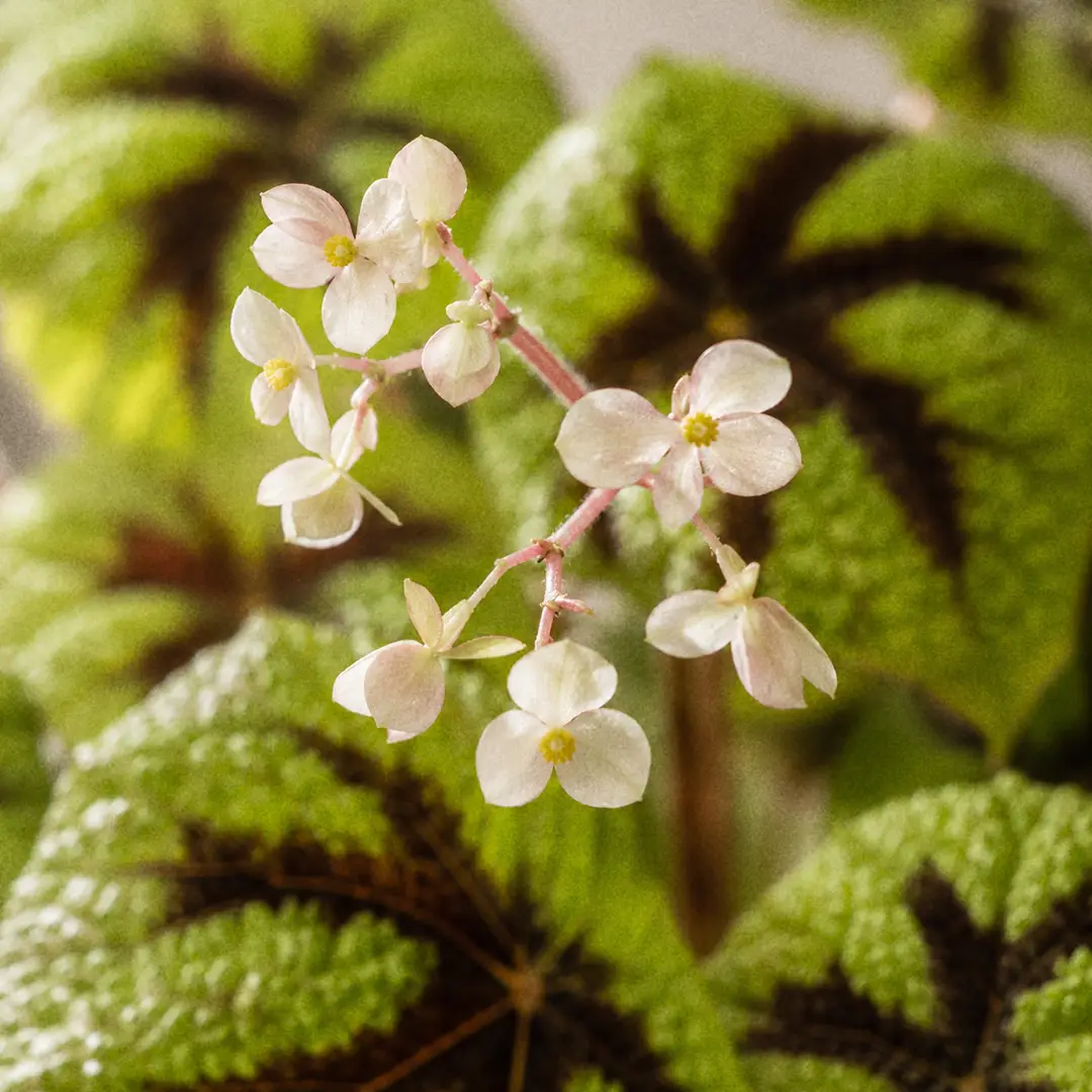 Macro close-up of a small cluster of pale greenish-white Iron Cross Begonia flowers on a slender stalk above the puckered patterned leaves