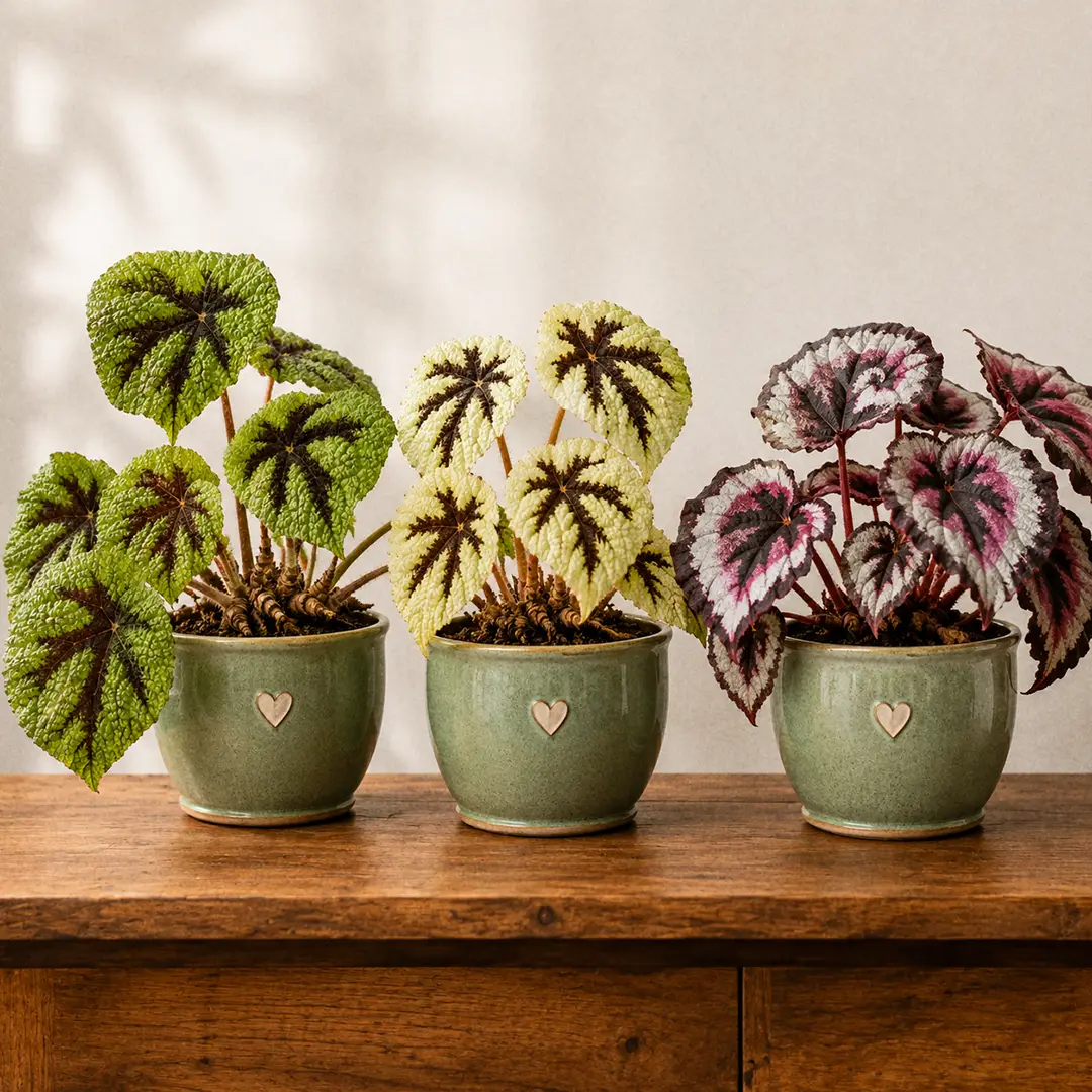 Three rhizomatous begonias side by side on a wooden shelf in matching green ceramic pots with heart motifs: a classic green Iron Cross Begonia, a yellow-leafed Iron Cross Yellow form, and a Begonia rex with silver and burgundy markings