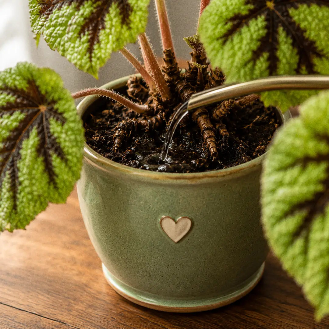 A close-up of a slender-spouted watering can pouring water at the soil line of an Iron Cross Begonia in a green ceramic pot with a heart motif, with the puckered green leaves visible above
