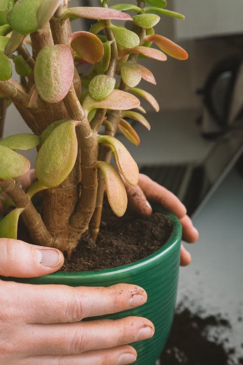 A close-up of the base of a Jade Plant showing yellow, mushy, dropped leaves on the soil.