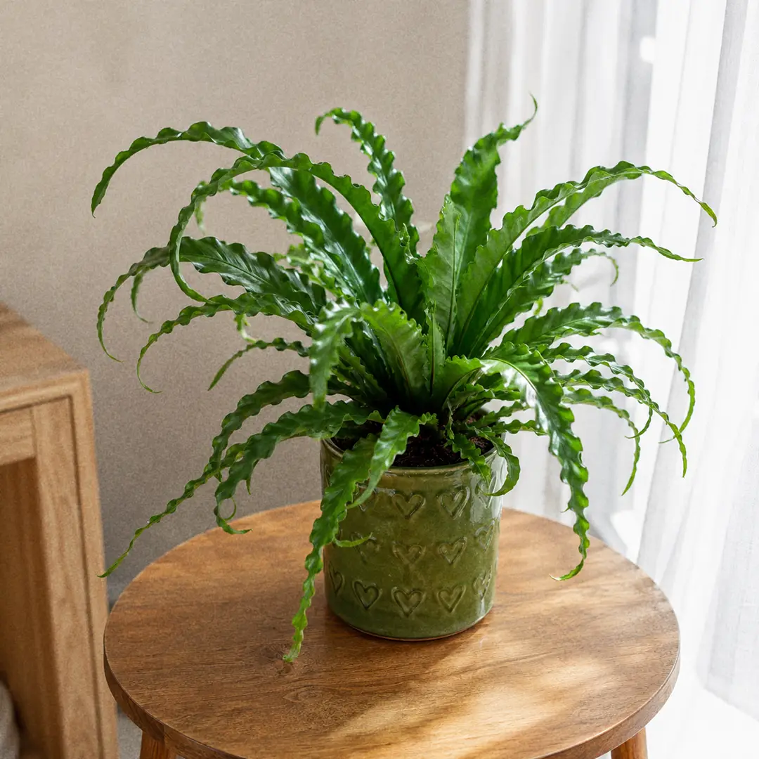 Japanese Bird's Nest Fern