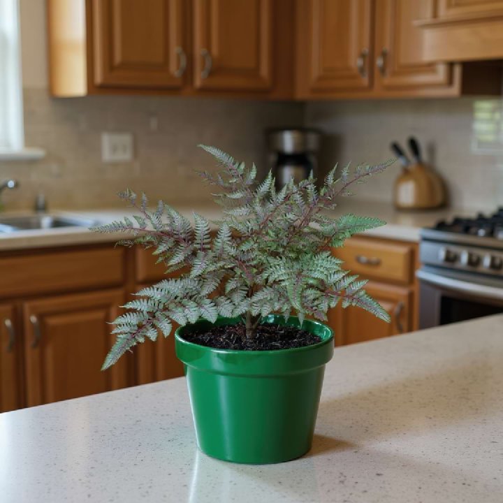 Japanese Painted Fern