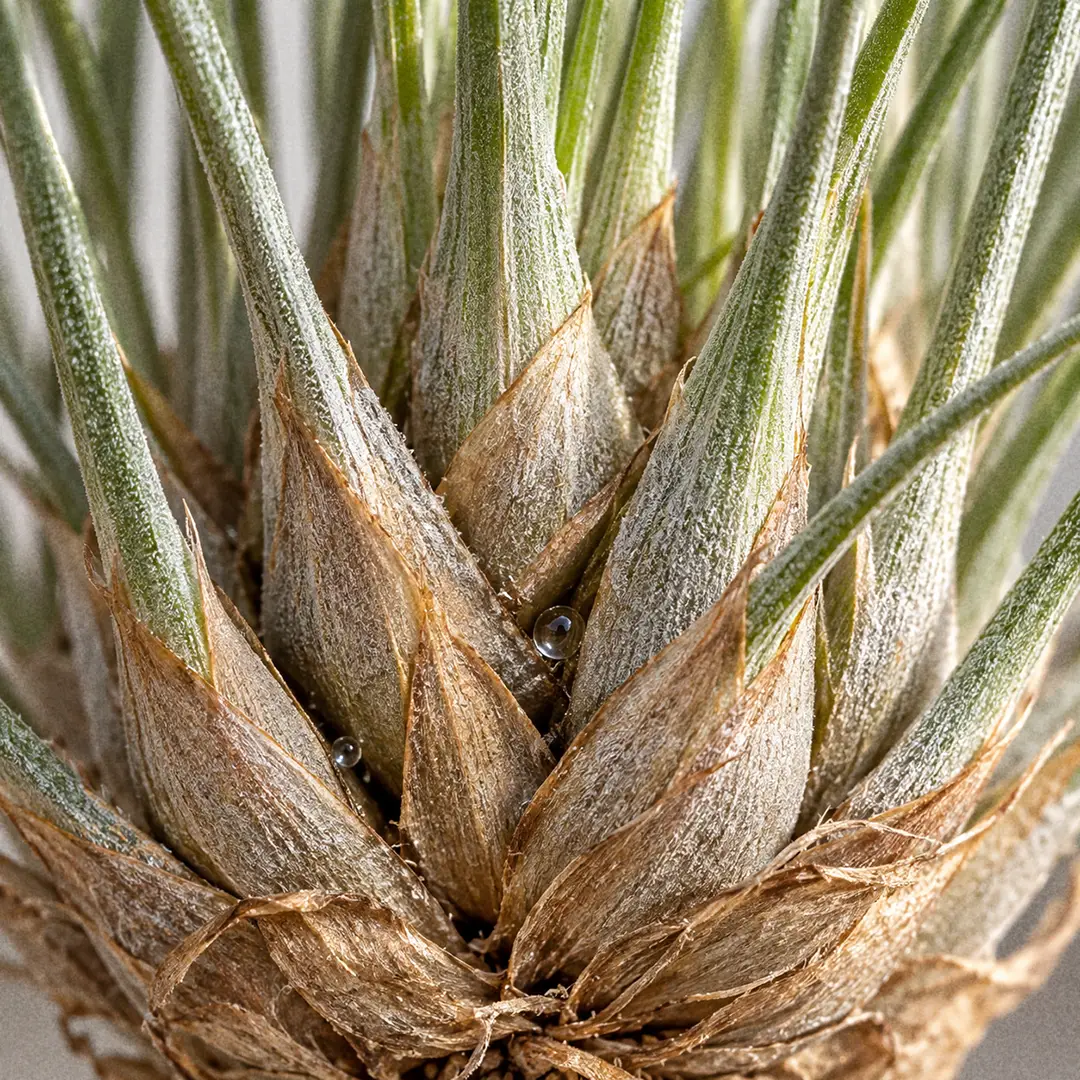 A macro close-up of the base of a Juncea Air Plant showing dozens of broad brown papery leaf sheaths packed tightly together, with the fine green leaf blades narrowing as they emerge, the crevices where water collects clearly visible