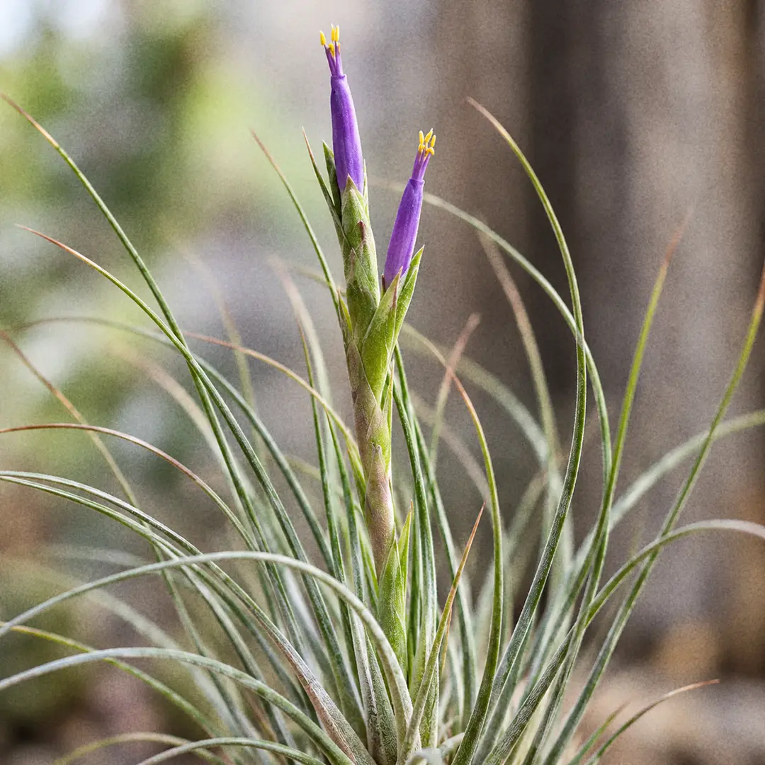 A macro close-up of a blooming Juncea Air Plant showing a cluster of flattened carmine red bracts held above the fine grassy leaves, with two slim violet purple tubular flowers opening from between the bracts