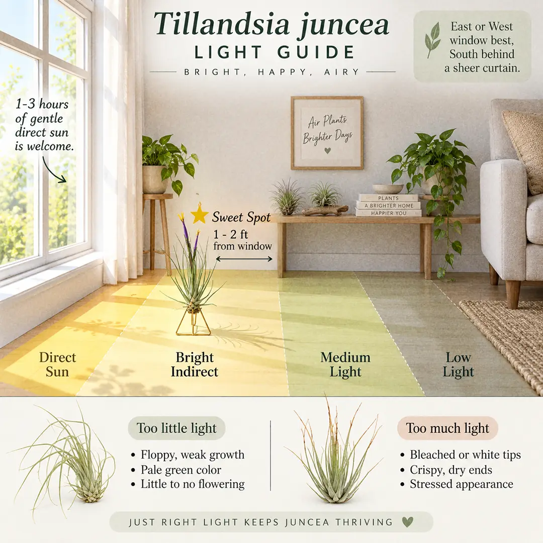 A labeled light guide diagram showing where to place a Juncea Air Plant indoors relative to an east or west window, with direct sun, bright indirect, medium and low light zones marked and the sweet spot starred one to two feet from the glass