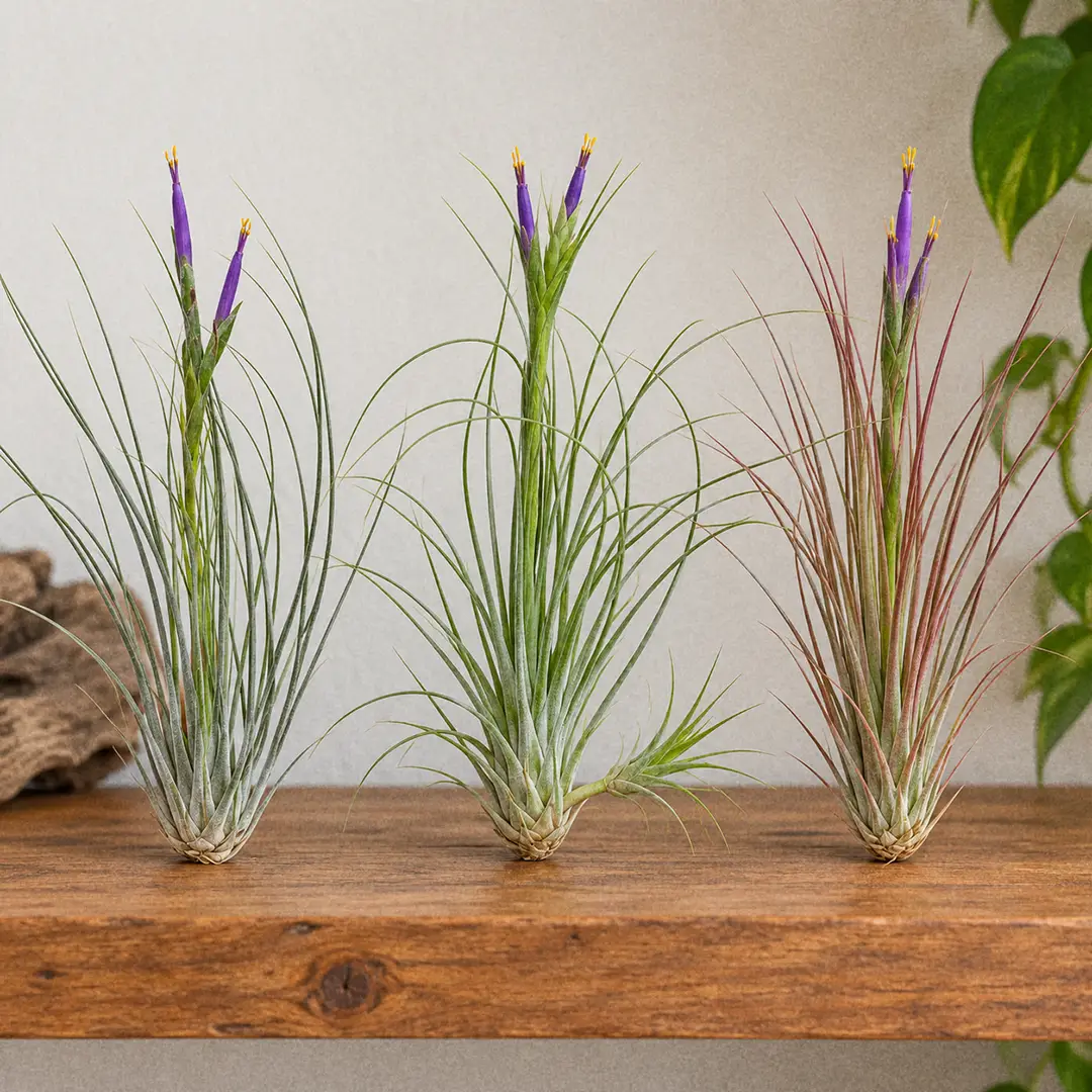 Three Juncea Air Plants side by side on a wooden shelf in matching green ceramic pots with heart motifs, the left one plain silver-green, the centre one greener with a visible stolon and pup, the right one naturally blushed bronze-red at the leaf tips