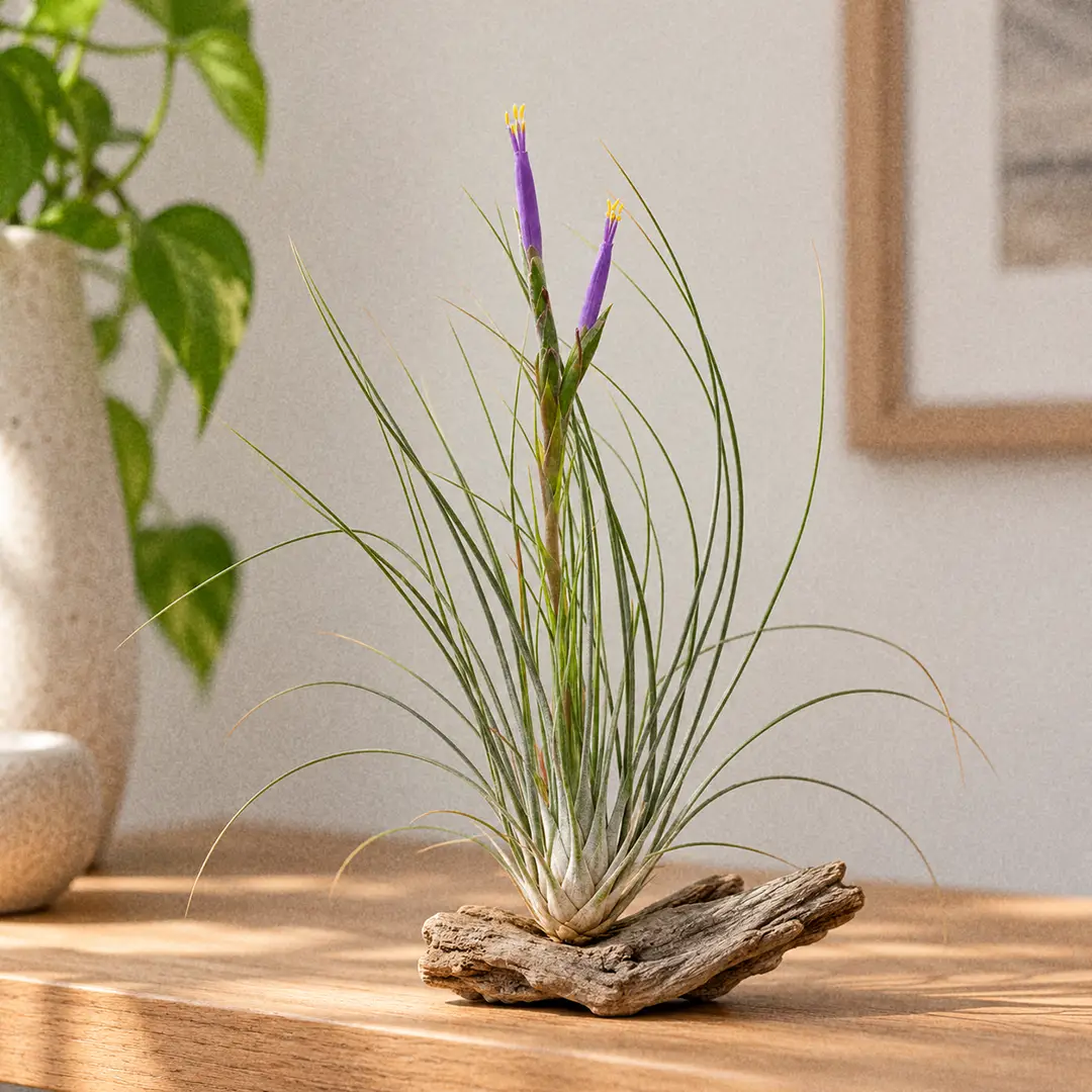 Juncea Air Plant