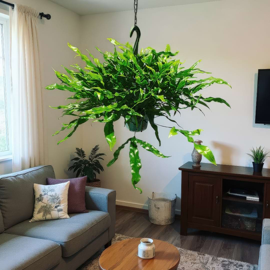 A large Kangaroo Fern displayed in a hanging basket in a bright living room.