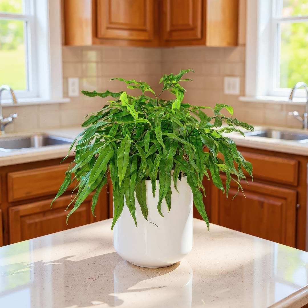 A Kangaroo Fern in a sleek white pot on a kitchen countertop, with windows in the background.