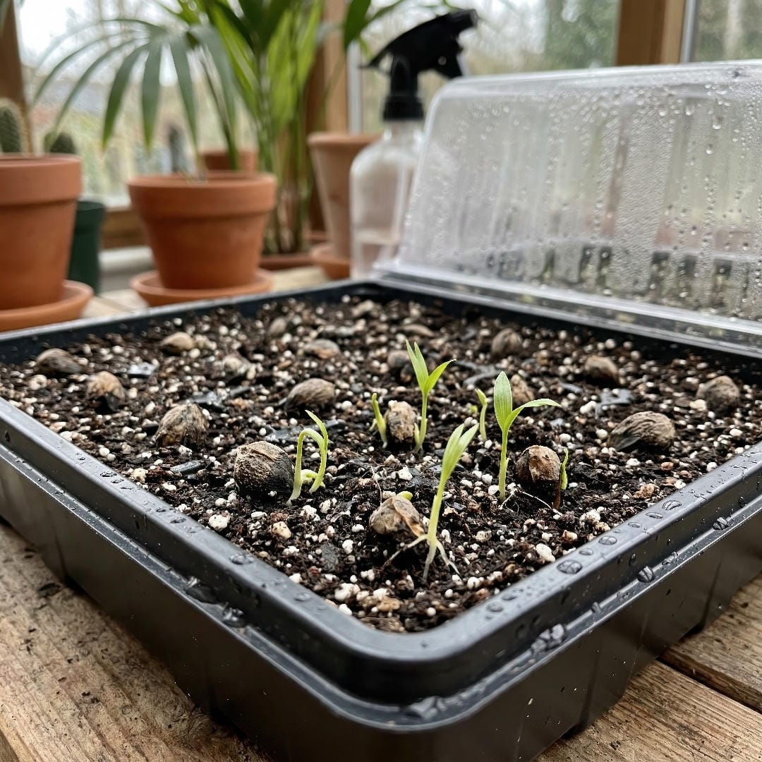 A square seed-starting scene showing Kentia Palm seeds cleaned, soaked, and arranged in a warm propagation tray with moist mix and gentle light.