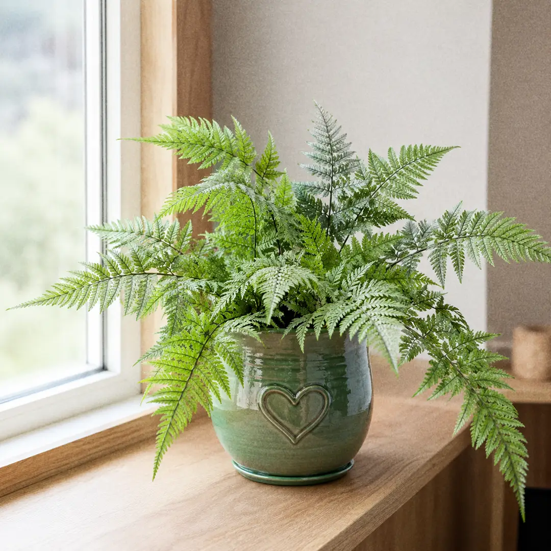 Korean Rock Fern