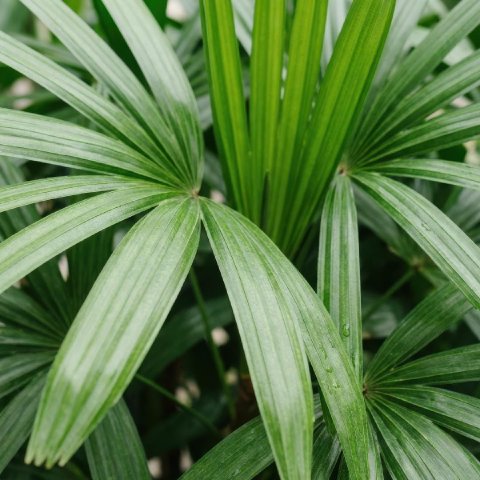Close-up of healthy Lady Palm fan leaves with broad green segments and clean edges.