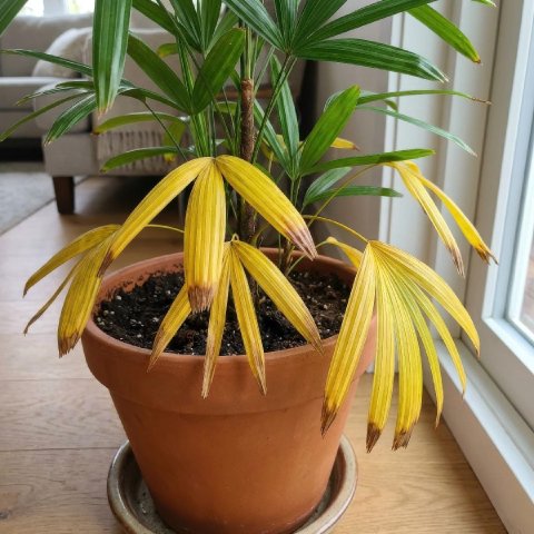 Lady Palm with several yellowing lower fronds, showing signs of overwatering and root stress.
