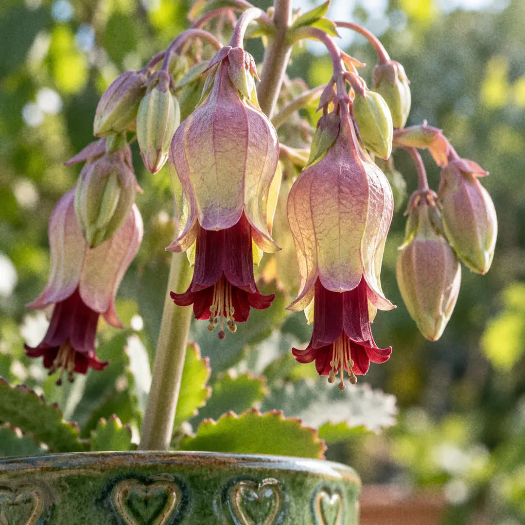 A close-up of Leaf of Life flowers, showing hanging clusters of inflated bell-shaped blooms with pale greenish-pink outer calyces and dark red-maroon tips on a tall stalk