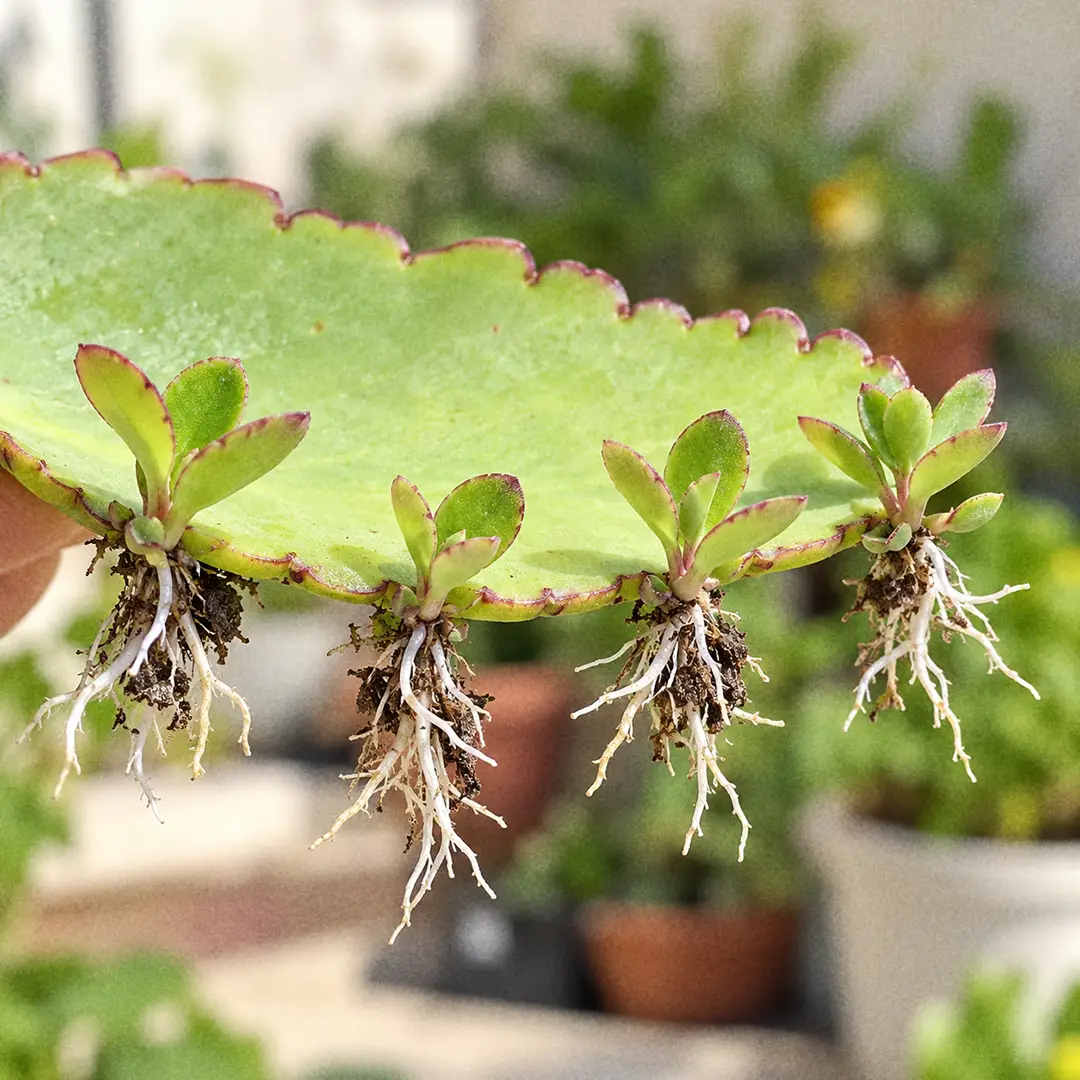 A macro close-up of a Leaf of Life leaf margin with a row of tiny complete plantlets growing from the notches along the scalloped edge, each with its own pair of leaves and fine white roots