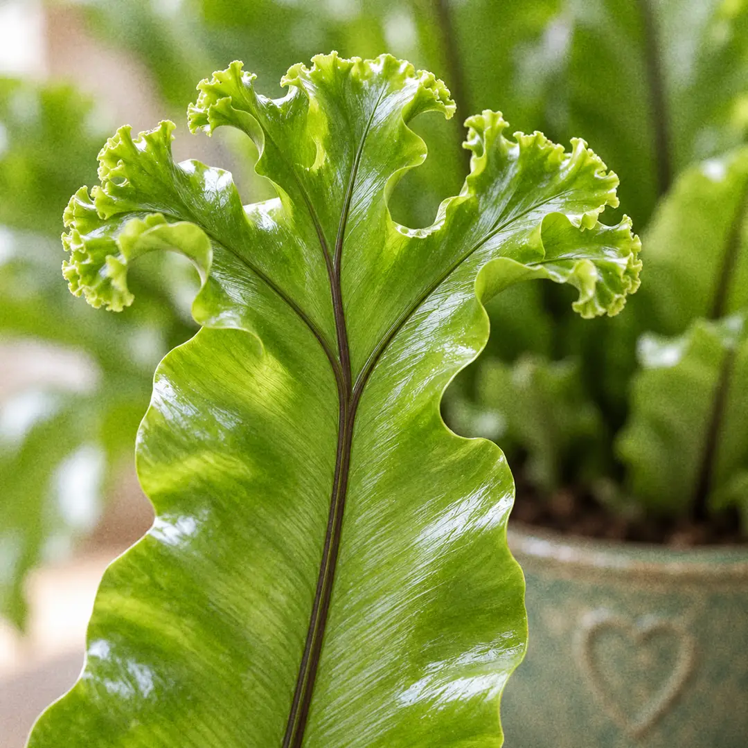 A macro close-up of the forked, frilly crested tip of a Leslie Bird's Nest Fern frond, showing the glossy apple-green blade splitting into several ruffled lobes with a dark midrib running into the fork