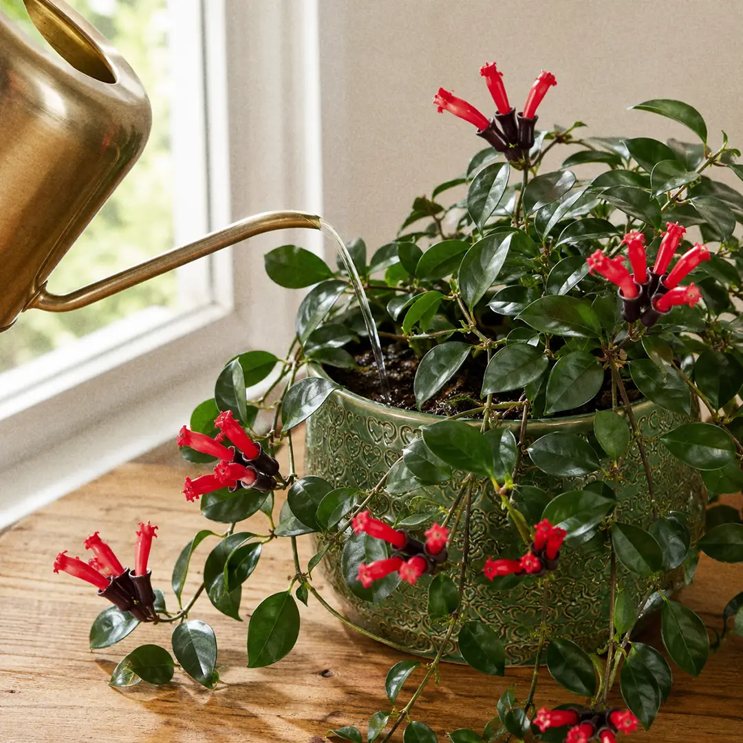 A close-up of a slender-spouted watering can pouring water onto the soil at the base of a Lipstick Plant in a green ceramic pot with a heart motif, the soil darkening and the long trailing stems with red flowers cascading over the rim
