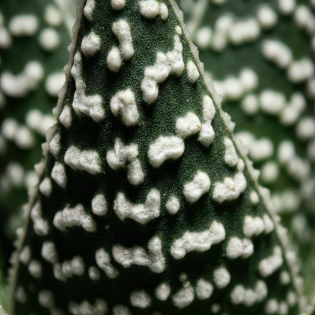 Extreme close-up of Gasteria Little Warty leaf showing the raised white tubercles in detail