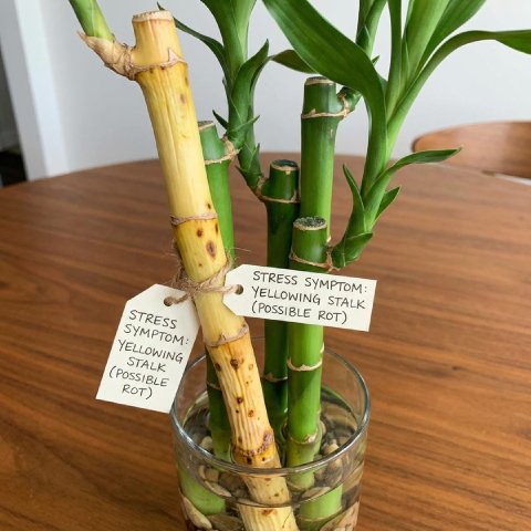 Lucky Bamboo stalk turning yellow